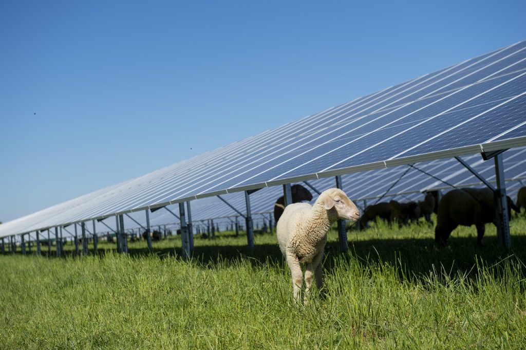 BayWa r.e.’s 50MW Rag Lane Solar Farm granted planning permission