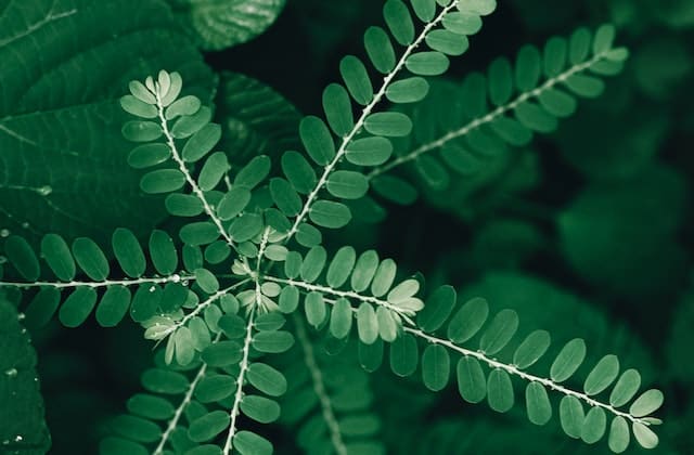 San Diego Green Chamber's Advocacy